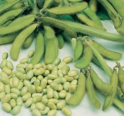 SOYA BEANS 25 SEEDS GLYCINE MAX SOY EDAMAME TOFU PROTEIN MEAT ALTERNATIVE VEGAN - Image 1 of 3