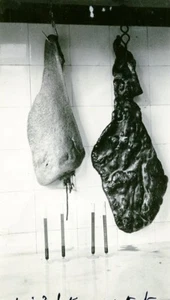 Frankreich Reims Schlachthof Tiermedizin Infektionsanämie Foto 1934 - Bild 1 von 3