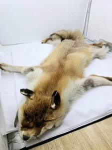 Red Fox Pelt Taxidermy - Picture 1 of 9