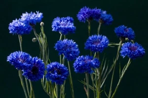 Cornflower Blue Boy Approx. 250 seeds, Dwarf cottage garden annual - Picture 1 of 3