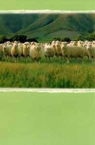 FUNNY "blah, blah, blah" SHEEP Card TO ANYONE by AMERICAN GREETINGS, + Envelope - Picture 1 of 5