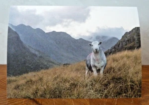 Stare Down on Pike 0' Blisco Herdwick Sheep Greeting Card Birthday Christmas - Picture 1 of 4