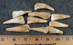 (10) OLD Original Buffalo Teeth Sioux Indian Ornamental Beads Fur Trade 1700's - Picture 1 of 6
