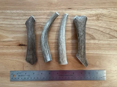 MEDIUM Elk/Deer Antler Natural Dog Chew. (1pc) *ANTLER TREATS* - Image 1 of 4