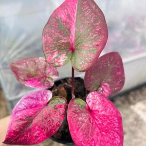 Caladium Setthipichalu 1 Bulb Elephant Ear Heart of Jesus Angel wings Thailand - Picture 1 of 6