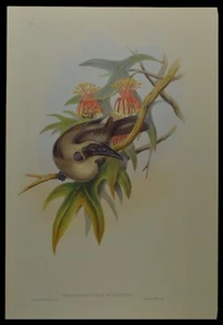 John Gould Helmeted Honey-eater Bird British Museum Official Limited Print - Picture 1 of 2