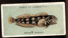 Tobacco Card, Hignett, COMMON OBJECTS OF THE SEASHORE, 1924, Smooth Blenny, #3