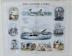 Antike Wal Lithographie Druck Benjamin Waterhouse Hawkins Kunst selten historisch - Bild 1 von 14