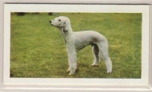 Hornimans Tea Dog Cards 1961. Bedlington Terrier