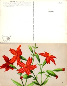 Postal vibrante de flores silvestres rosa fuego rojo en el estado de Washington - botánica - Imagen 1 de 1