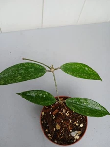 #825- HOYA RANGSAN SPLASH LIVE PLANT, 4 INCHES TALL PLANT, - Picture 1 of 5