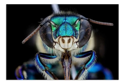 EUGLOSSA IMPERIALIS, Orchid Bee Macro Photography Print BORDERLESS Poster 19x13" - Image 1 of 2