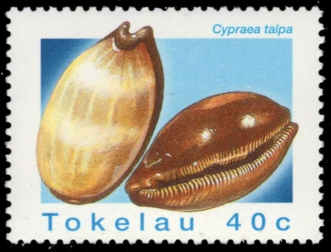 TOKELAU 232 - Mole Cowrie "Cypraea talpa" (pb63106) Cover