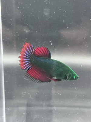 RARE- GREEN-RED CROWNTAIL FEMALE GREEN EYED HULK, BETTA FISH LIVE USA SELLER - Image 1 of 4