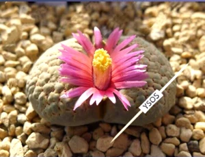 SEEDS - Lithops verruculosa v. verruculosa 'Rose of Texas' 20 Seeds - Bild 1 von 1