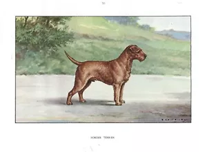 Raro 1930 Arte Acuarela Castellano Francia Perro Retrato Impresión Border Terrier - Imagen 1 de 1