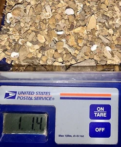 FOSSIL HUNT In The Raw! 2 Pfund ungejagte Kieselsteine/Koralle-Bryozoen-Krynoid-Koralle + mehr! - Bild 1 von 12