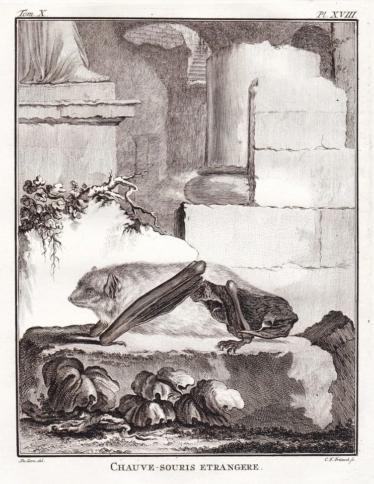 bat Chauve Chiroptera Fledermaus bats gravure Kupferstich engraving Buffon 1780 - Bild 1 von 1