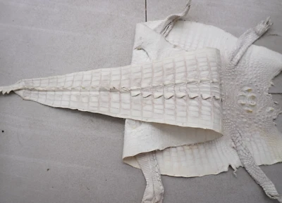 W 14 in- Blanco Genuino Piel de Croc Cuero Ocultar Piel Exótica Taxidermia Artesanía #R7 Foto 1 de 4