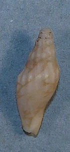 VOLUTA HAURAKIENSIS 17.76mm BEAUTIFUL SPECIMEN Gisborne, North Is.., New Zealand - Picture 1 of 2