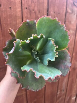 6.5” Echeveria ‘Crinoline Ruffles’ Hybrid Mature Succulent - Image 1 of 4