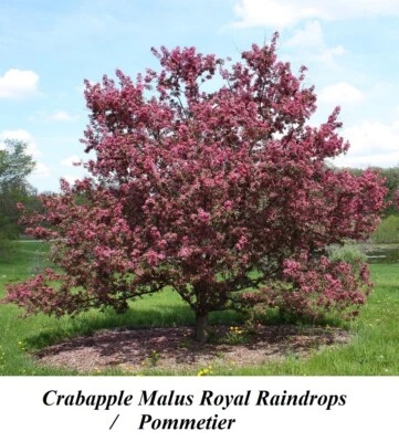Seed Royal Raindrops Crabapple Pommier à fleurs flowering Apple Tree Decorative  - Image 1 of 3