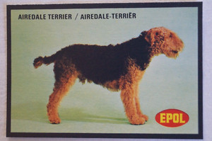 Dogs Vintage 1974 Epol Animal Feeds Colour Collector Card - Airedale Terrier