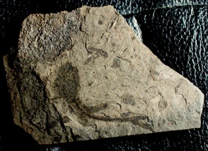Oligocene fossil fish - Picture 1 of 2