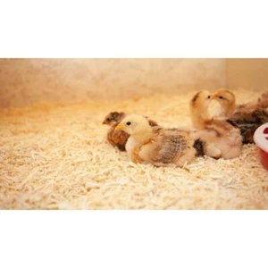Animal Bedding Natural Wood Fibre 2 - 20KG Shredded Dust Extracted Absorbent - Picture 1 of 10