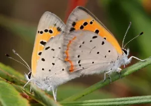 "DOS MARIPOSAS GEMELAS BLANCAS Y AMARILLAS, Póster Fotográfico Estampado (Sin bordes) 19x13" - Imagen 1 de 1
