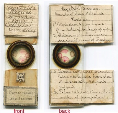 Secciones de plantas CV Smith con lista de muestras microscopio diapositiva Foto 1 de 4