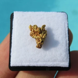 Minerali *** RARA PEPITA d'ORO NATURALE CRISTALLIZZATA Western Australia - Imagen 1 de 2