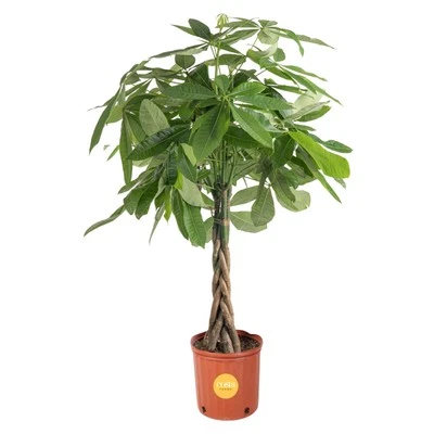 Money Tree Plant 3-4 Feet Tall Easy Care Indoor Potted Houseplant Gift - Image 1 of 4