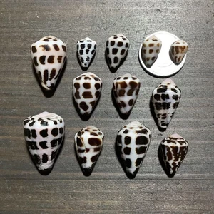 Various Sizes of Spotted Cone Shells Genuine Sea shells From Japan  - Picture 1 of 4