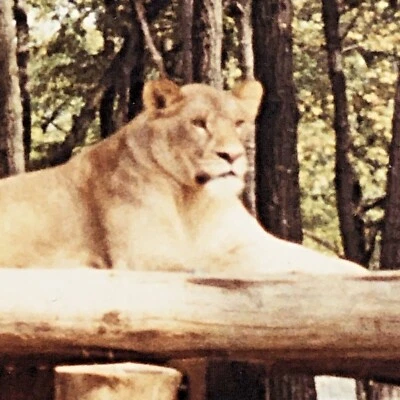 Vintage 1970s Closeup Photo of Female Lion Lioness In Drive Through Safari Queen - Image 1 of 4