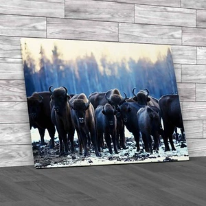 Exploring The Winter Habits Of Buffalo Animals Canvas Print Large Picture Wall - Picture 1 of 12