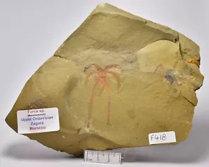 FURCA SPECIMEN, Marrellomorph Upper Ordovician, Zagora, Morocco (F418) - Bild 1 von 2