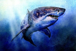 Shark Artistic Drawings Picture Chart Animals Wall Art Home - POSTER 20"x30" - Picture 1 of 3