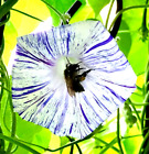 Prunkwinde 25 Samen-Ipomea tricolor-schnellwüchsige Rankpflanze-Bunte Mischung