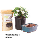 Gardenia Bonsai Live Tree Plant Kit Pot It Yourselfer Outdoor Fragrant Blooms
