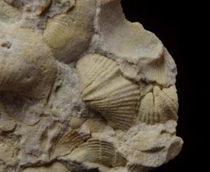 SPIRIFER SANDSTONE Devonian - Spinocyrtia Chonotes POLAND Holy Cross Mts. /pk138 - Picture 1 of 11