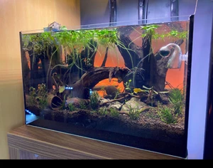 Aquarium Professional Fish Tank - 54L (60x30x30cm) Guardian Glass Rectangle New - Picture 1 of 6