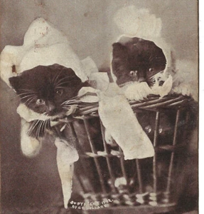 Adorable KITTENS - 1900s Cute Cats with Bonnets in Laundry Basket - Humor - Picture 1 of 3