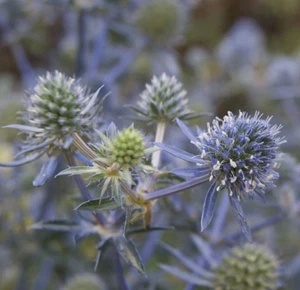 200 BLUE SEA HOLLY Seeds (Eryngium planum) Perennial Flower, Garden Plant Seeds - Picture 1 of 3