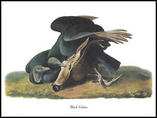 Illustration Print - Black Vulture - Audubon Bird Art - 152