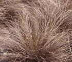 Carex Comans Bronze (Brown) Curls   1,000 Seeds
