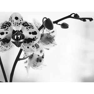 Gefleckte Orchidee Fotografie Großer Leinwanddruck 46x61 cm - Bild 1 von 5
