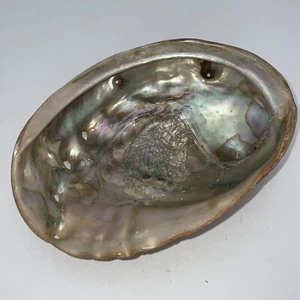 Vintage Abalone Mother of Pearl Shell Decoration 7.5” X 6” - Picture 1 of 15