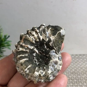 70g Rare natural rough polished white conch Ammonite c56 - Picture 1 of 7