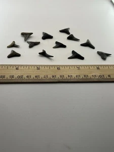 Lote de 12 fósiles de dientes de tiburón grado joyería V1 - Imagen 1 de 4